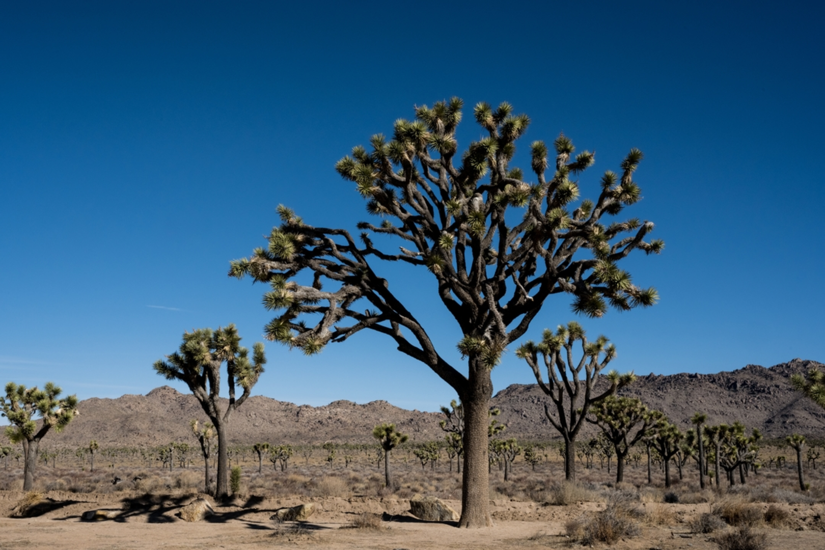 An image depicting the trail Bighorn Pass Road Trail and its surrounding area.