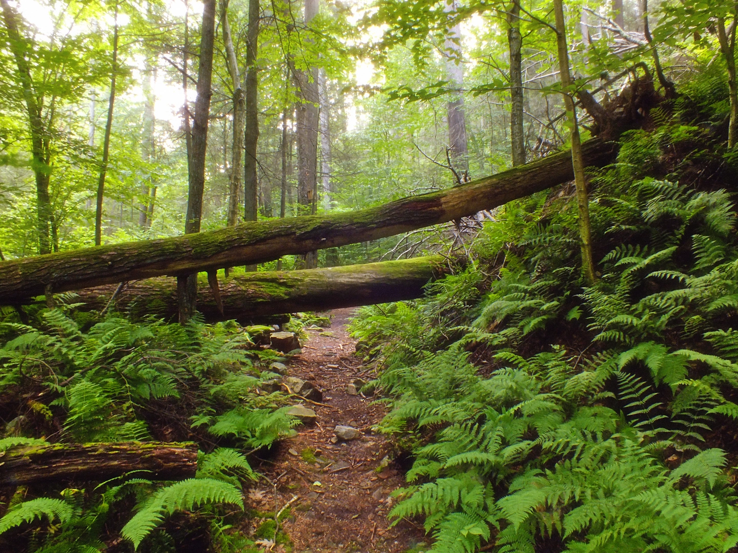 An image depicting the trail Thick Mountain Trail and Swift Run and its surrounding area.
