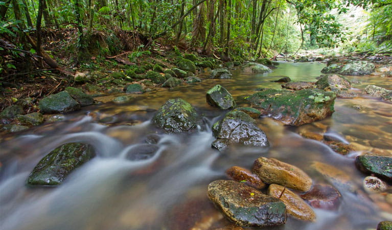 An image depicting the trail Toonumbar National Park and its surrounding area.