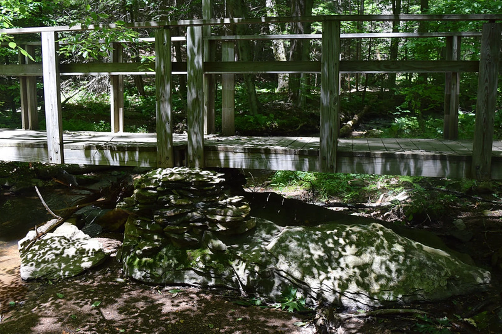 An image depicting the trail Swamp Creek via Strawberry Hill Trail Loop and its surrounding area.