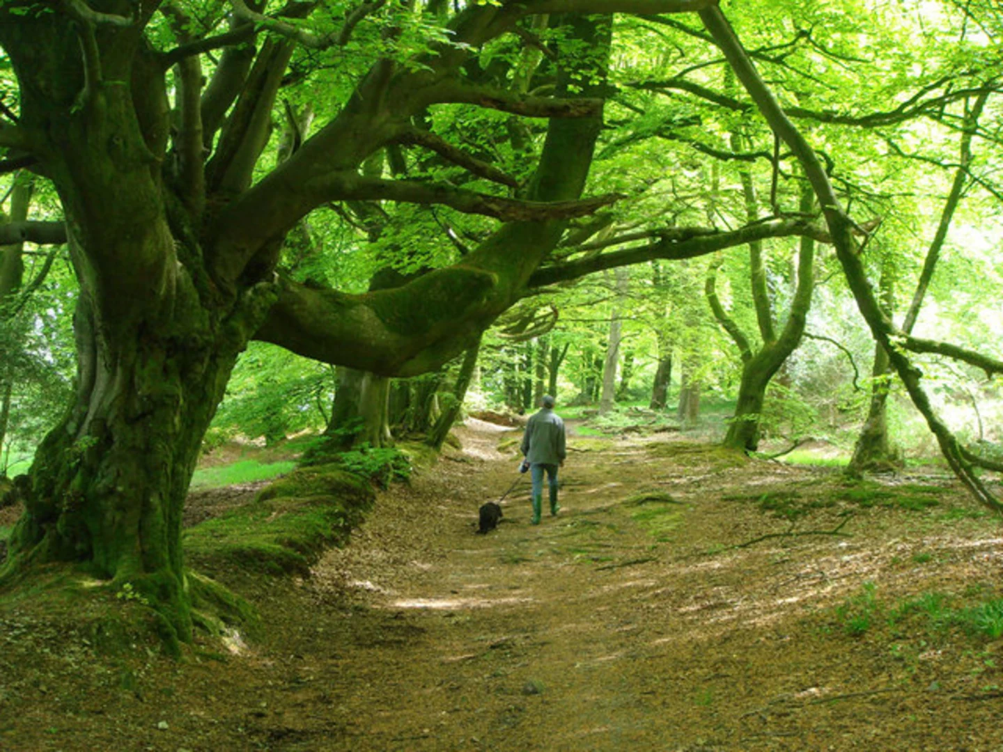 An image depicting the trail Lewesdon Hill Loop and its surrounding area.