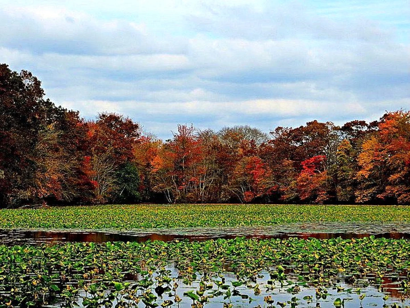 An image depicting the trail Wantagh Pond - Seaman Pond Loop and its surrounding area.
