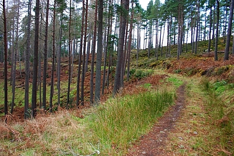 Douglas Fir Avenue Loop - Torrieston