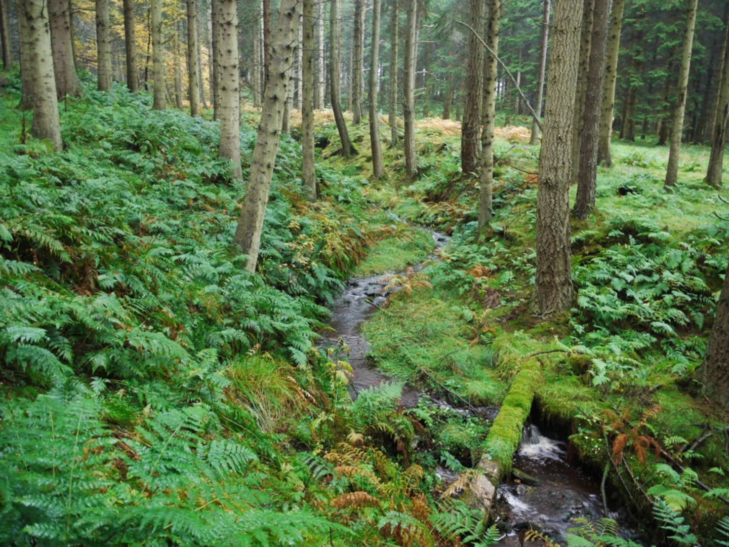 An image depicting the trail Bastle - Shilla Hill Loop from Greenhaugh and its surrounding area.