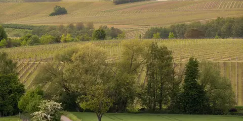 An image depicting the trail Deutsche Weinstrasse and its surrounding area.