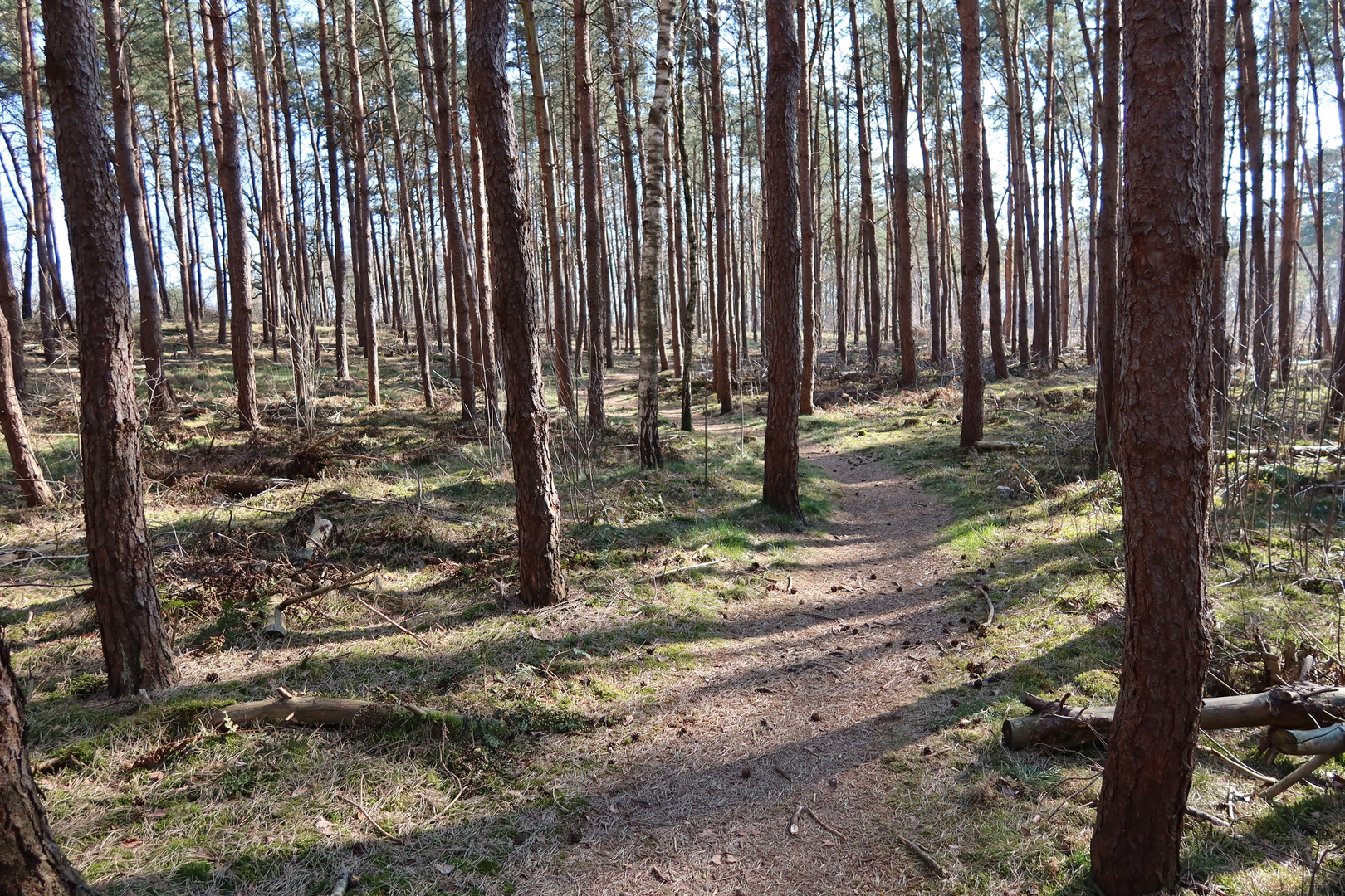 An image depicting the trail Dochterensche Veld, Galgengoor and Warkensche Veld Loop and its surrounding area.