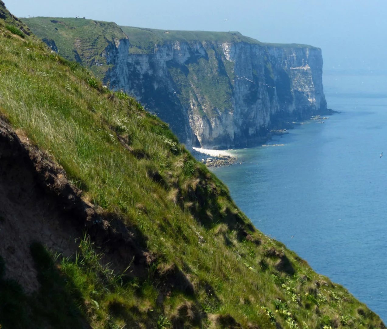 An image depicting the trail Bempton Cliffs Walk and its surrounding area.