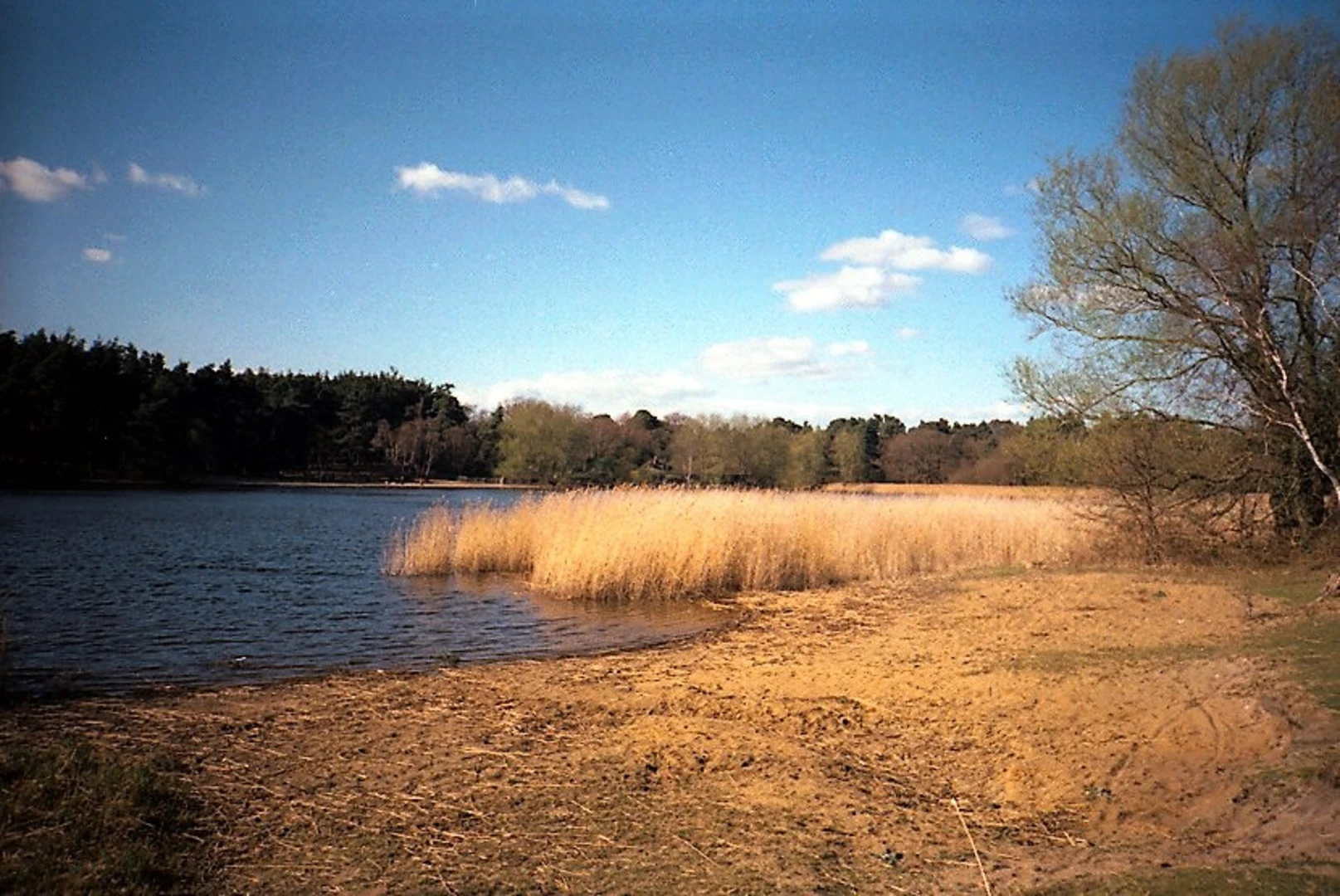 An image depicting the trail Frensham Little Pond Loop from Tilford Green and its surrounding area.
