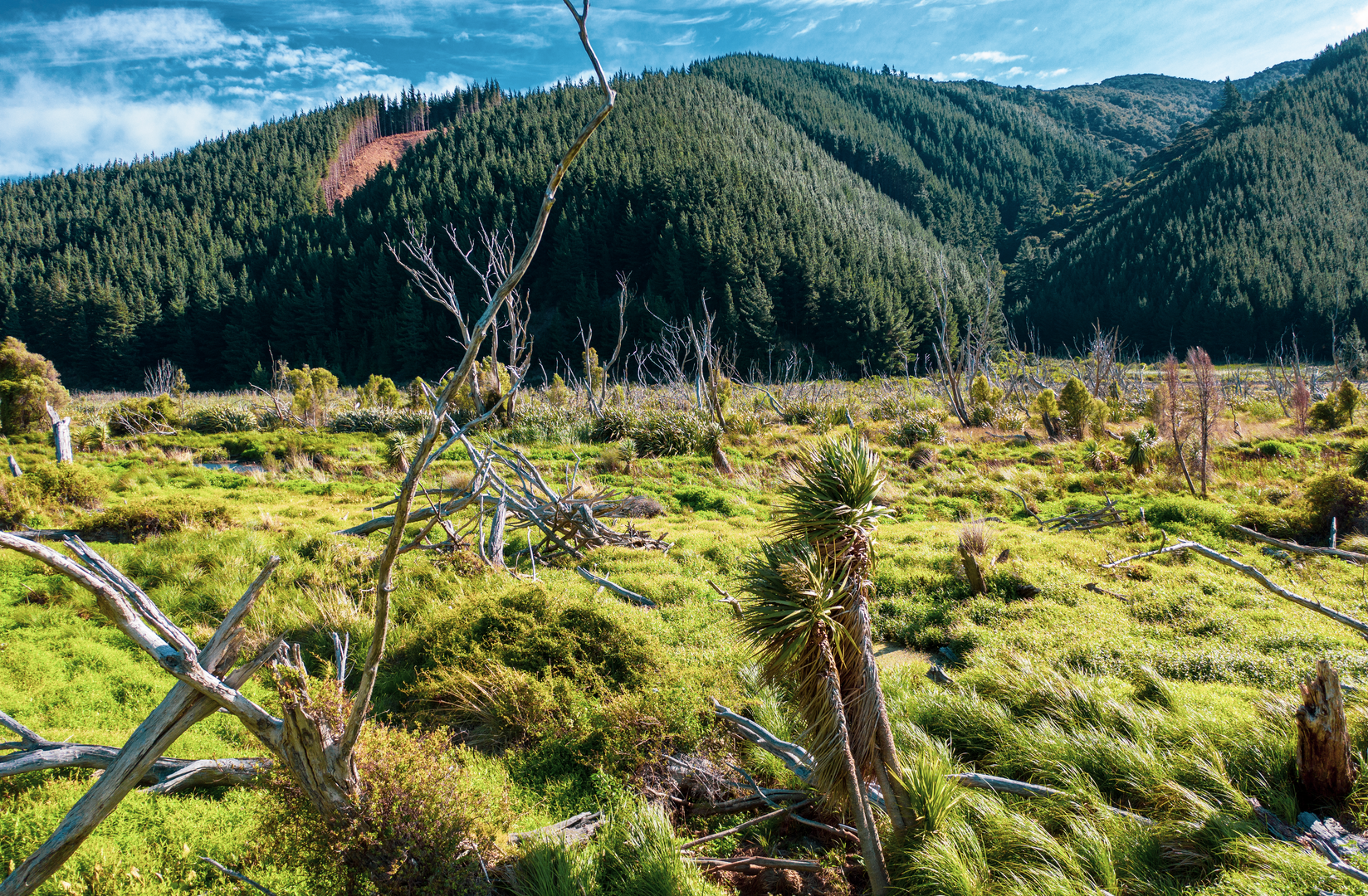 An image depicting the trail Grovetown Lagoon Loop Walk and its surrounding area.