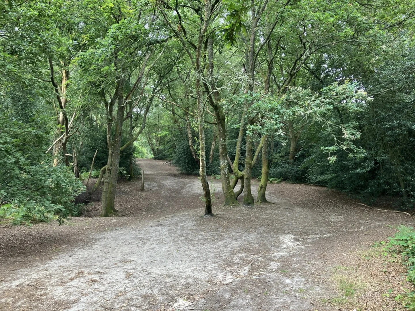 An image depicting the trail The Lake, Bury Hill Loop and its surrounding area.
