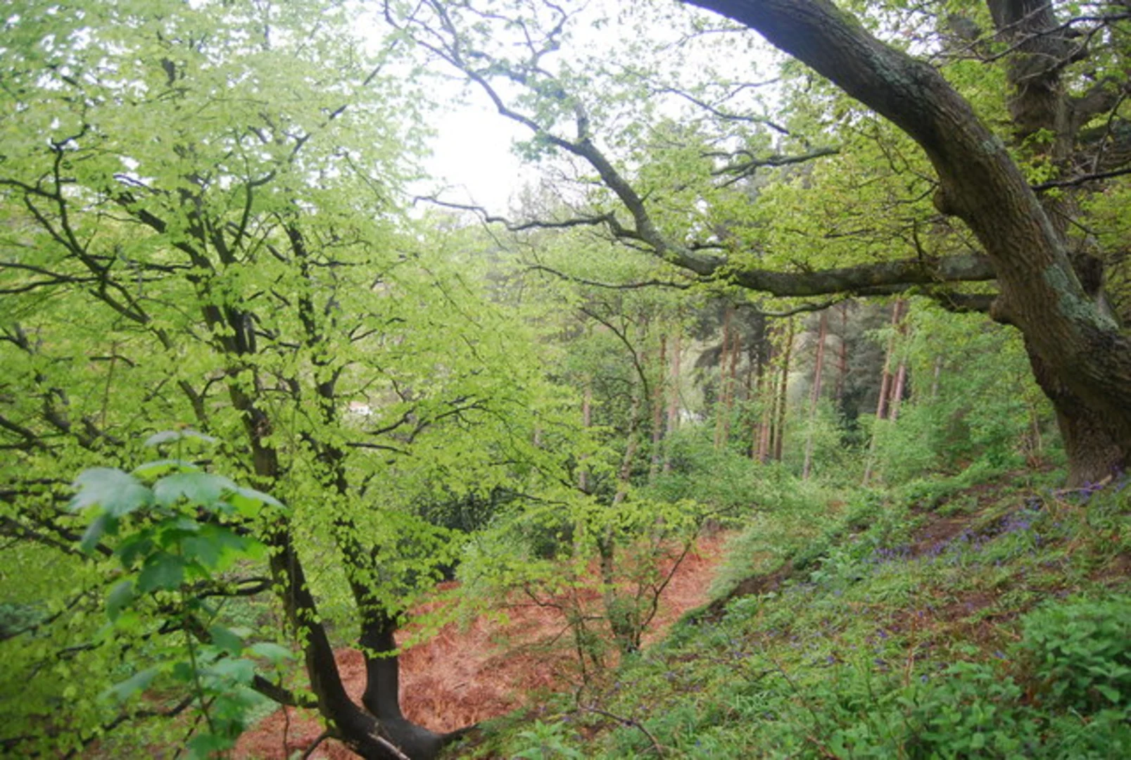 An image depicting the trail Poulborough to Arundel Walk via River Arun and its surrounding area.