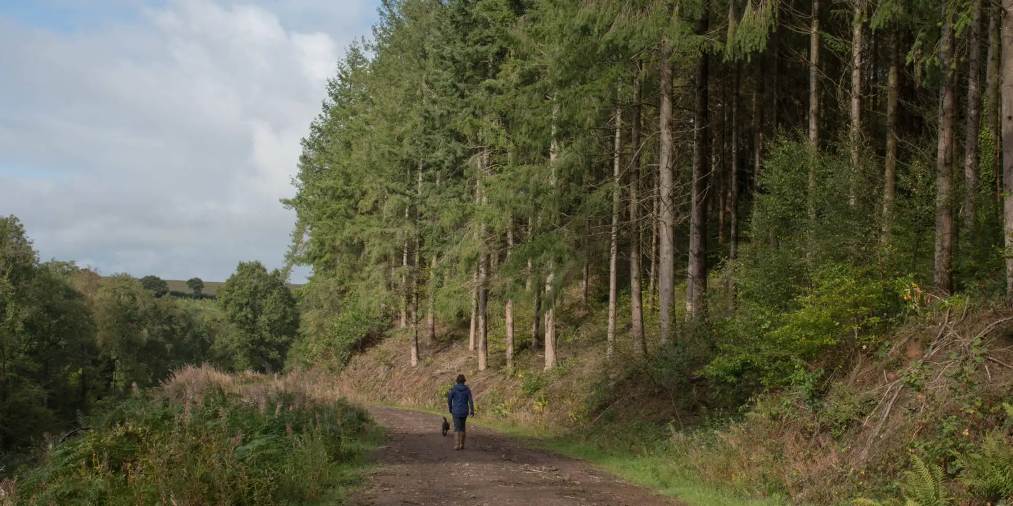 An image depicting the trail Sandbed Gill Trail and its surrounding area.