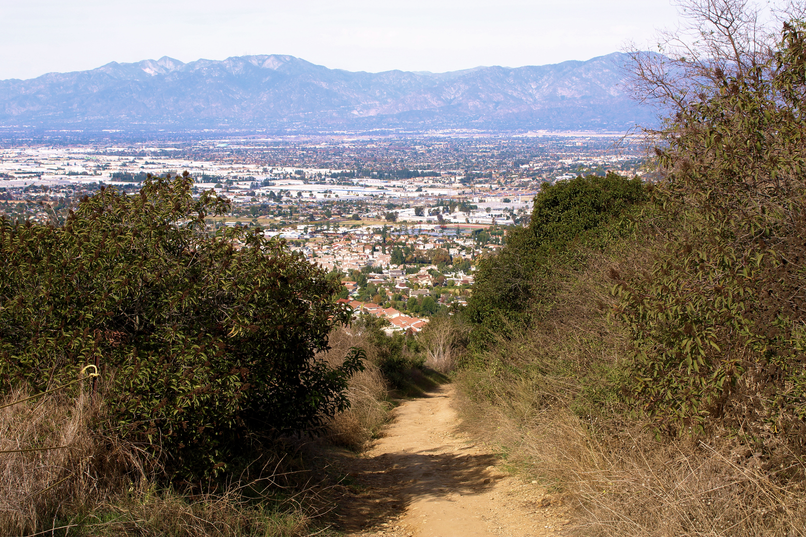 An image depicting the trail Whittier Hill - Rattlesnake Ridge via Schabarum Trail and its surrounding area.