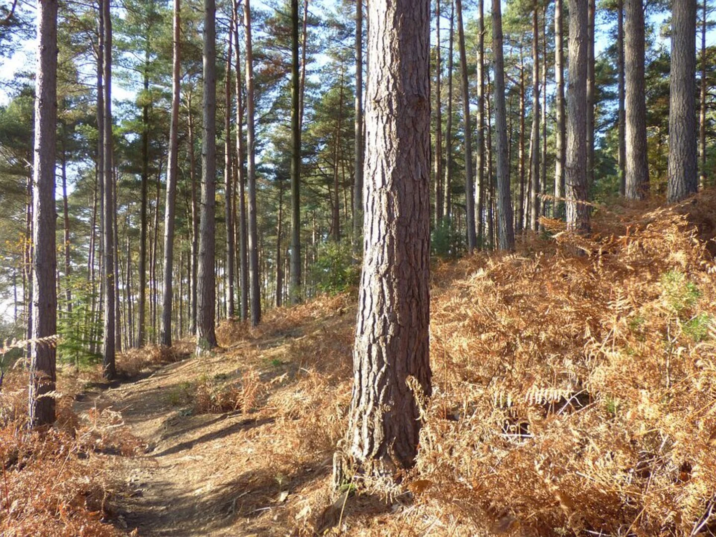 An image depicting the trail Crowthorne Wood Loop and its surrounding area.