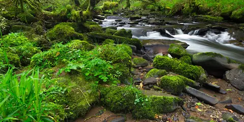 An image depicting the trail Murroe - Nature Loop and its surrounding area.