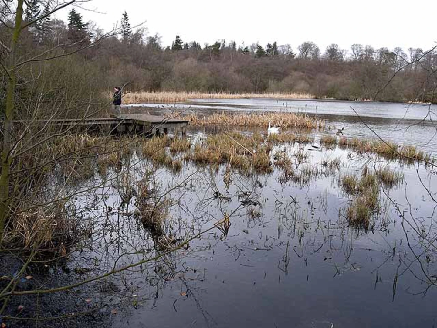 An image depicting the trail Bolam Lake Country Park and Woodland Loop and its surrounding area.