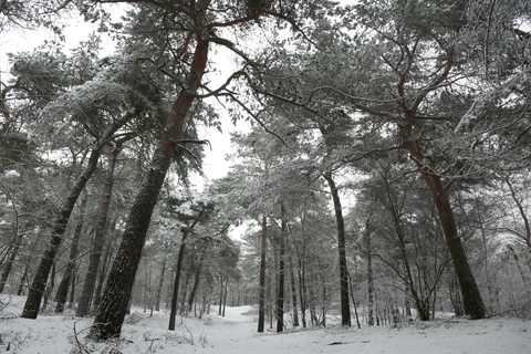Peelven and Sint Anthonisbos Loop
