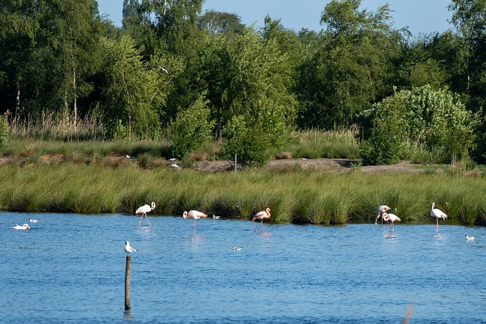 An image depicting the trail Rundwanderweg Zwillbrocker Venn and Noaberpad 5 and its surrounding area.