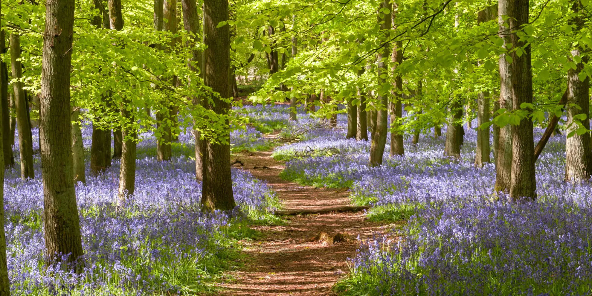An image depicting the trail The Ashridge Estate Circular and its surrounding area.