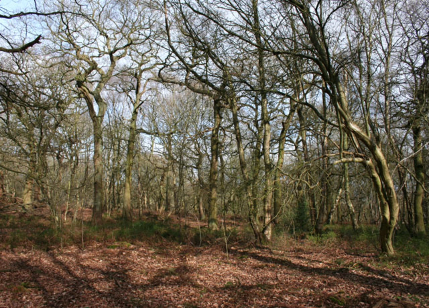 An image depicting the trail Willis Wood via Sandstone Trail and its surrounding area.
