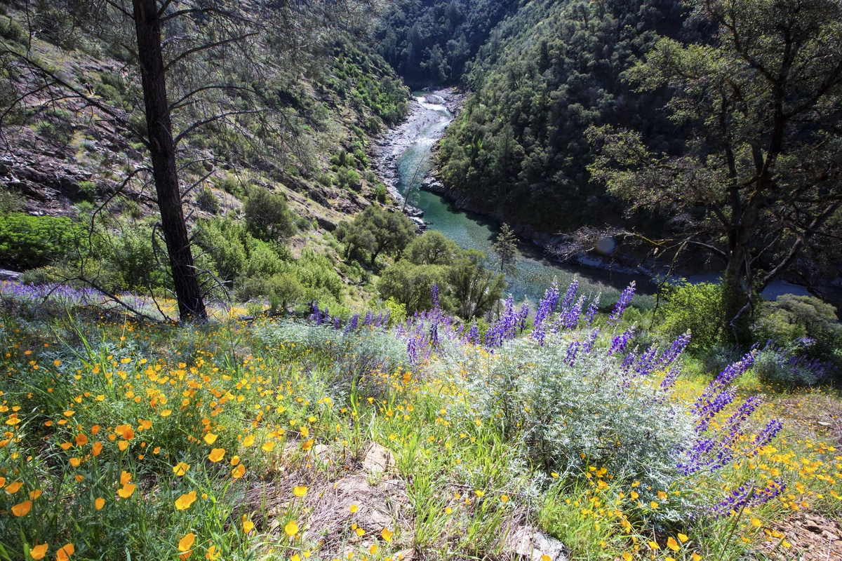 North Fork American River Out and Back