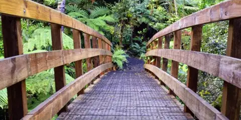 An image depicting the trail Waiomu Kauri Grove Walk and its surrounding area.
