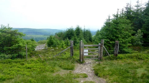 An image depicting the trail Mynydd Du Forest Loop and its surrounding area.