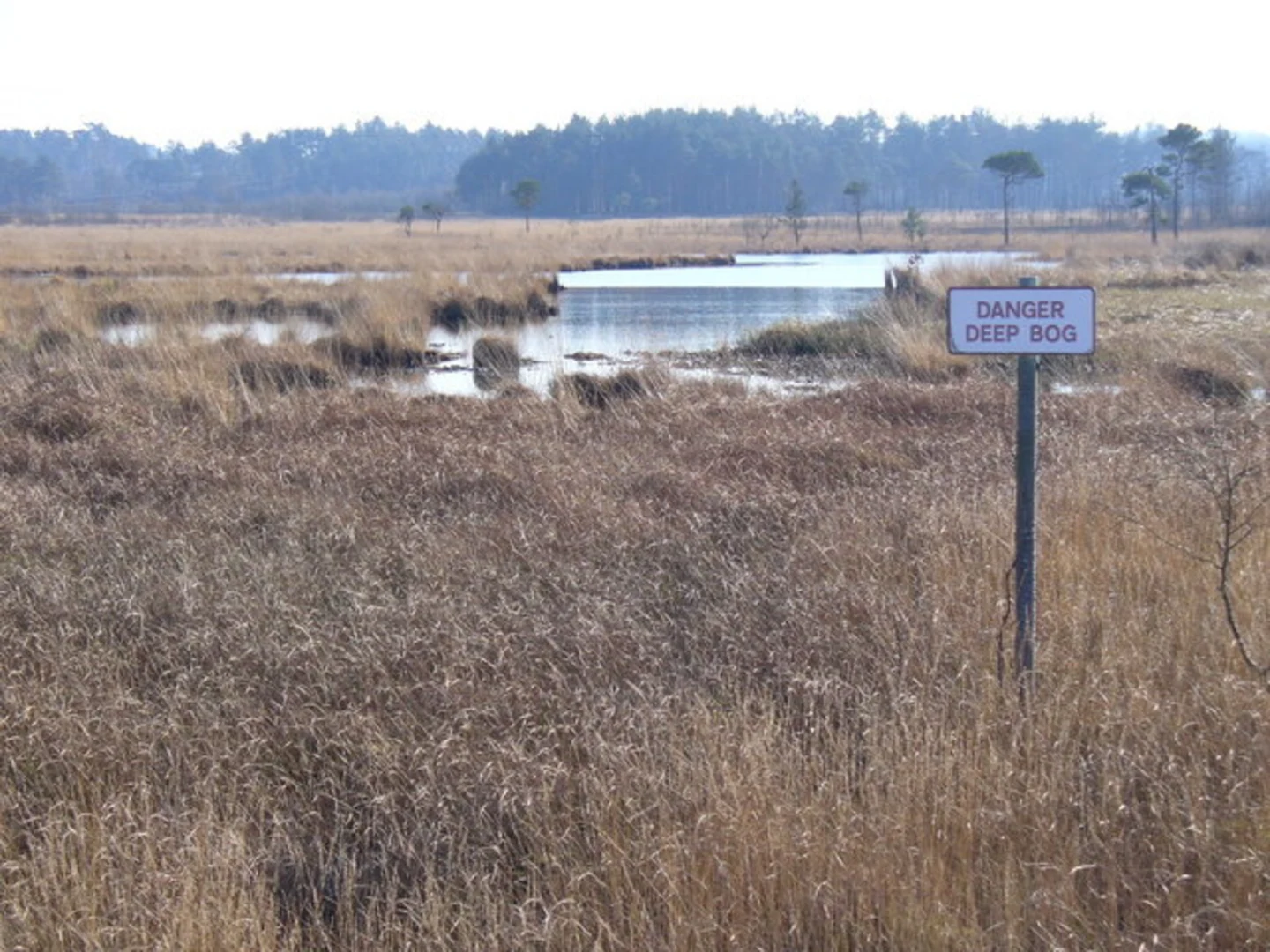 An image depicting the trail Thursley National Nature Reserve Loop and its surrounding area.