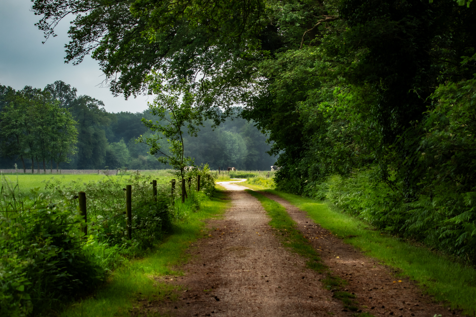 An image depicting the trail De Bannink and Klein Kiekenbelt Loop and its surrounding area.