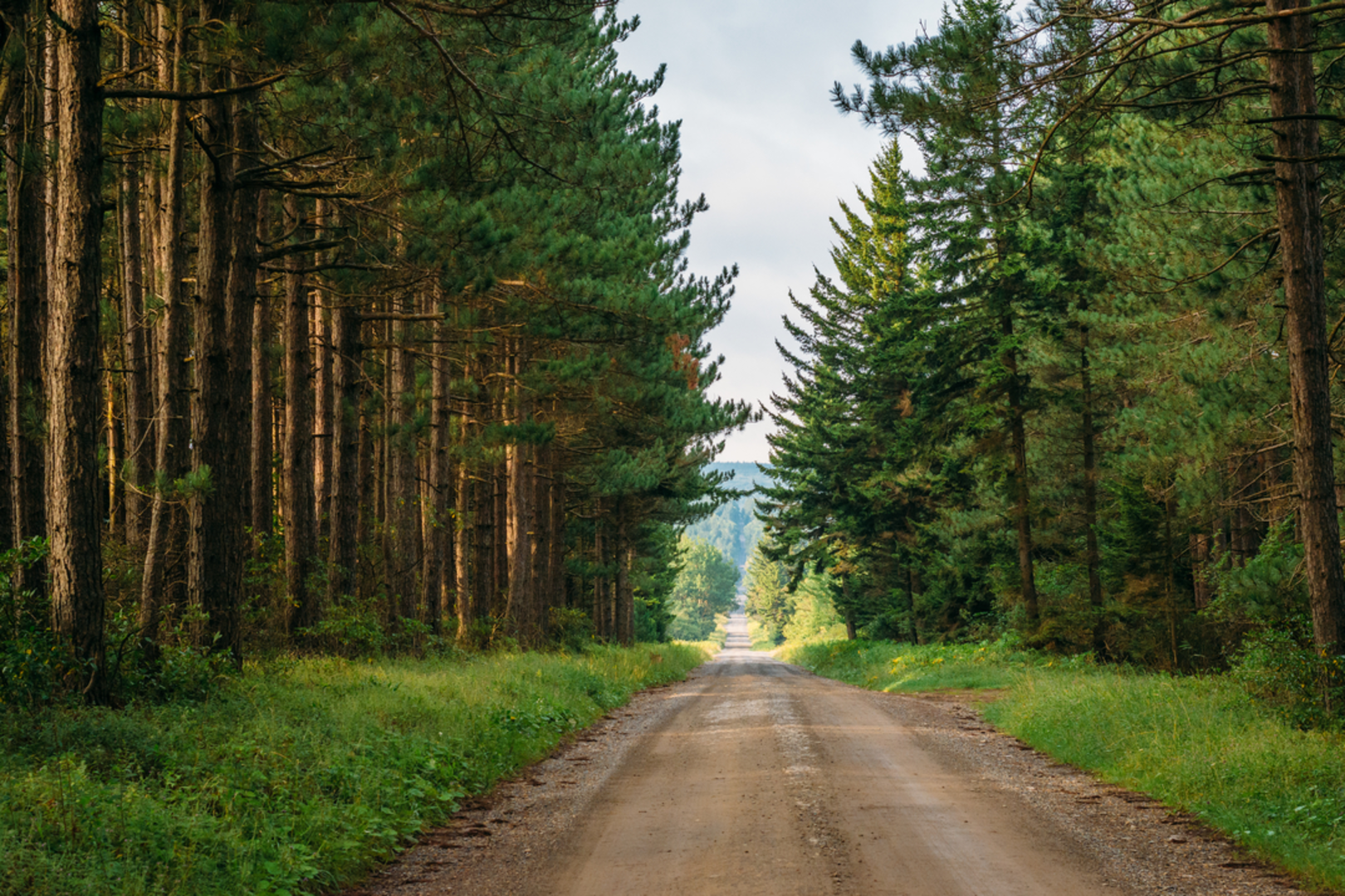An image depicting the trail Dunkenbarger Trail via Dolly Sods Wilderness Trail and its surrounding area.