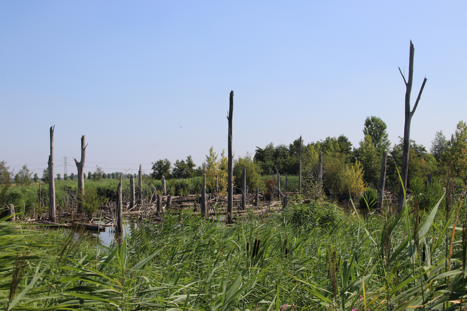 An image depicting the trail Vakantiepark Bijde Bronnen Loop and its surrounding area.