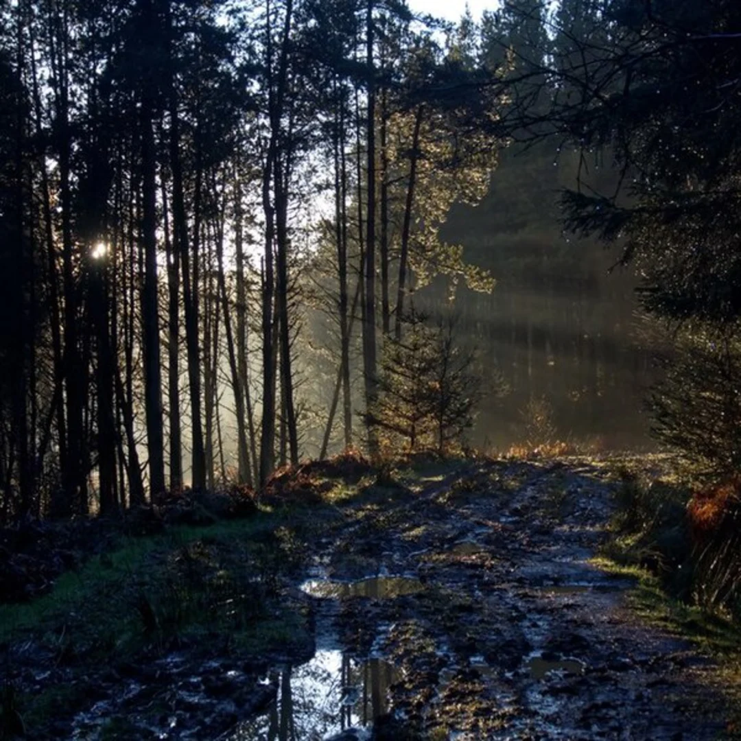 An image depicting the trail Clay Bank Top to Blakey Ridge Walk and its surrounding area.