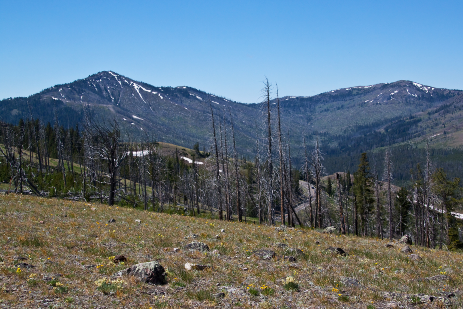 An image depicting the trail Chittenden Road - Mount Washburn Trail and its surrounding area.