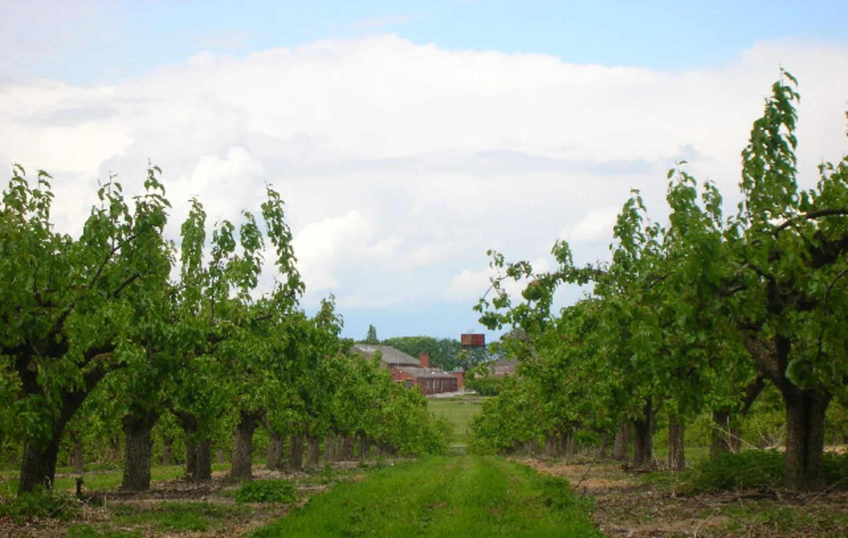 An image depicting the trail Didcot, Cholsey and Drayton Loop Walk and its surrounding area.