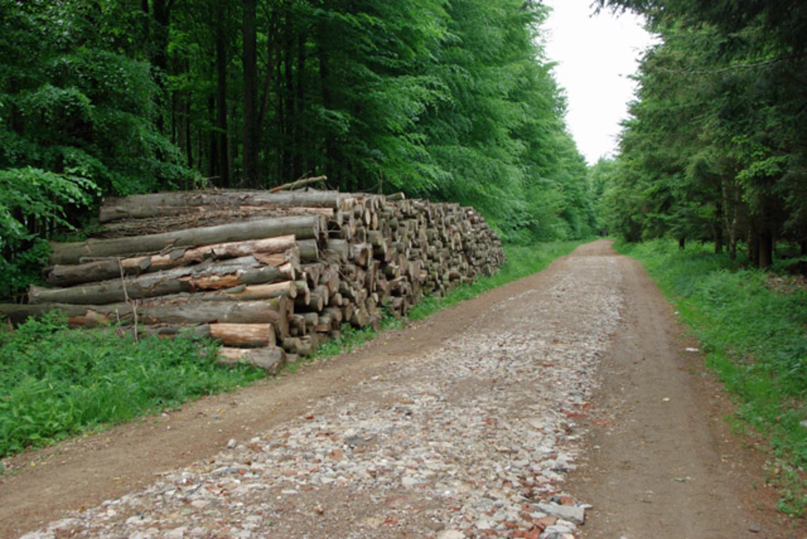 An image depicting the trail Wephams Wood and its surrounding area.