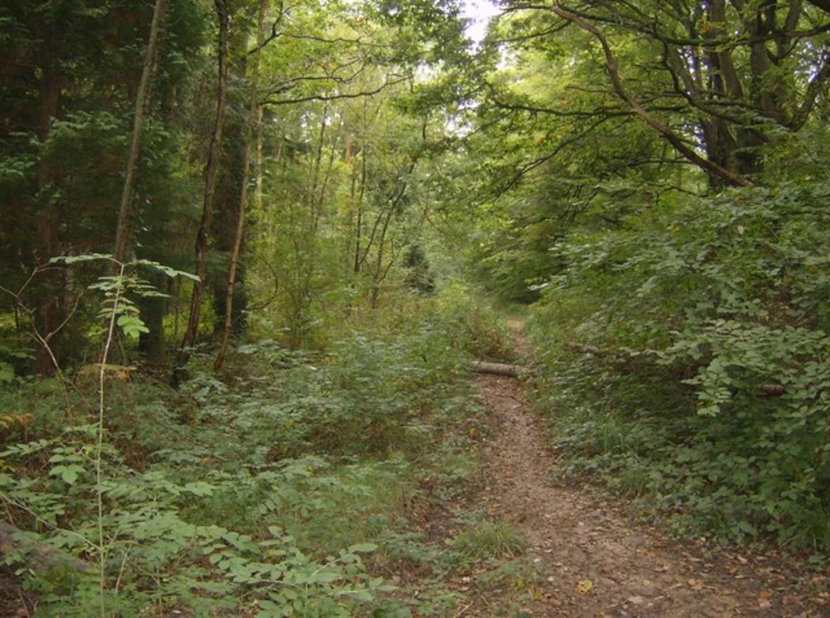 Parkhurst Forest and Hillisgate