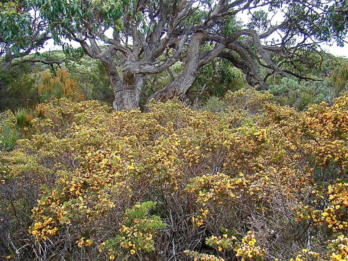 An image depicting the trail Labillardiere Peninsula Track and its surrounding area.