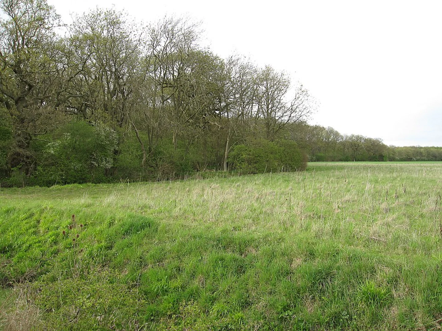 An image depicting the trail Dullingham Ley, Ten Wood and Marmer's Wood Loop and its surrounding area.
