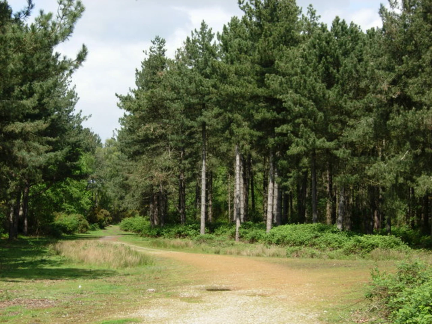 An image depicting the trail Dunwich Forest Loop and its surrounding area.