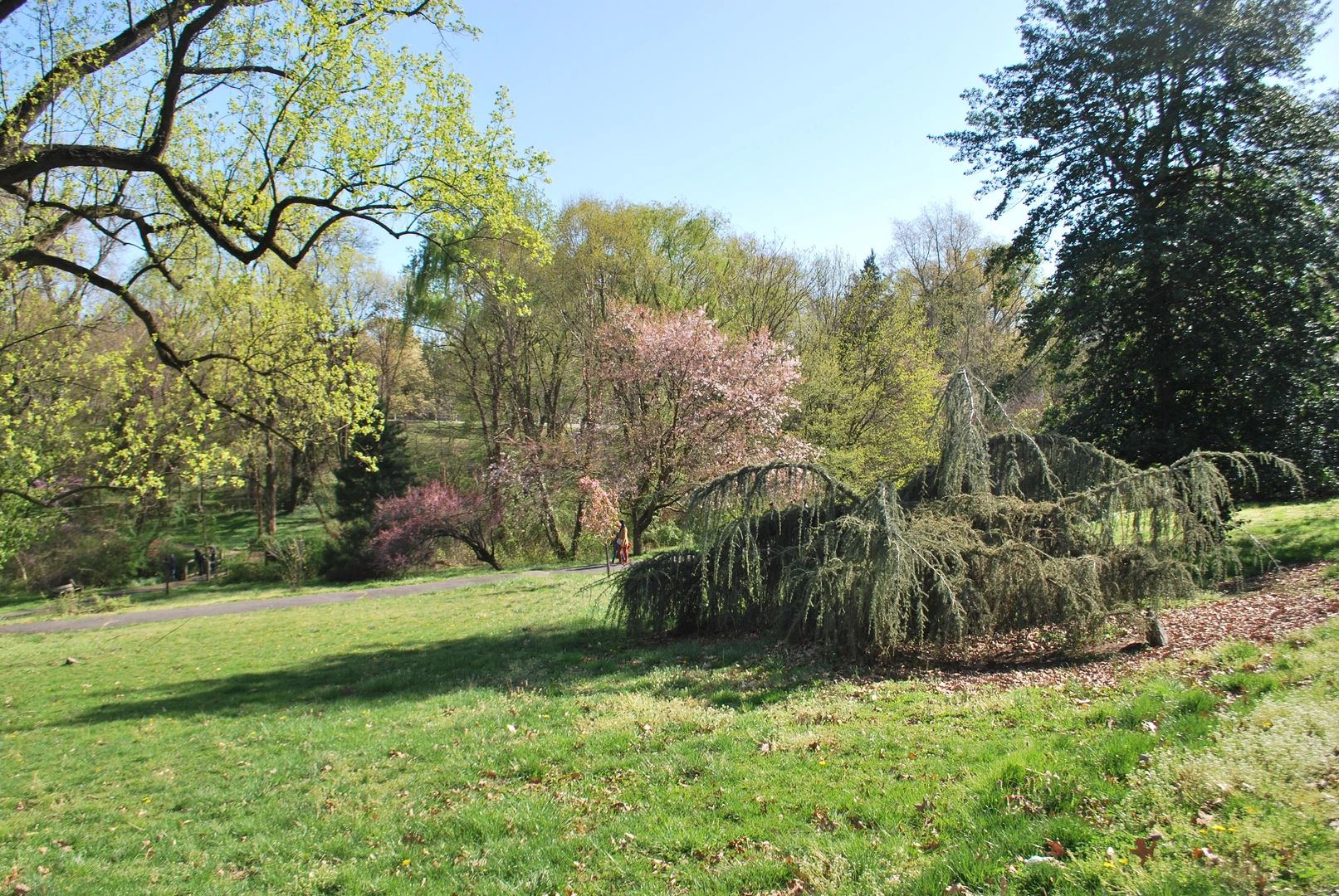 An image depicting the trail Chamounix Field - Trolley Trail and its surrounding area.