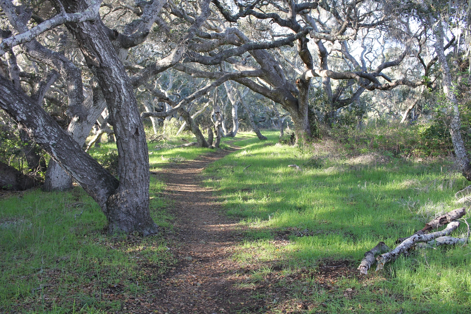 An image depicting the trail Los Osos Creek Loop and its surrounding area.