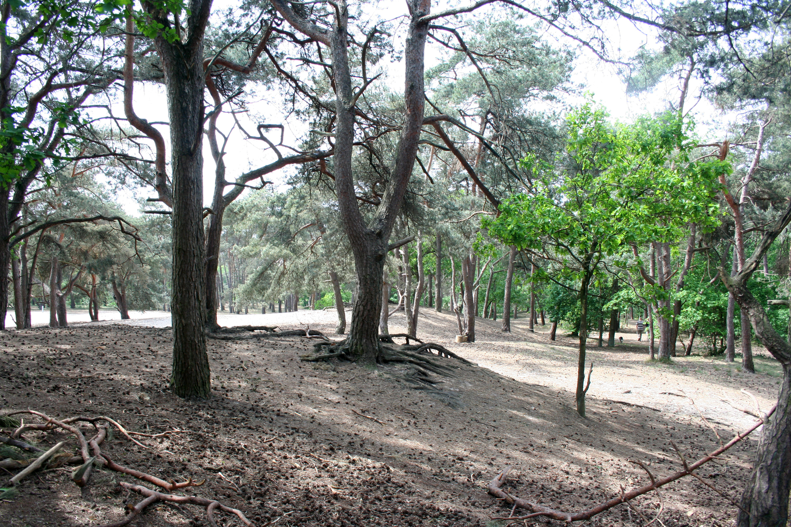 An image depicting the trail Cadettenlamp and Teteringse Heide Loop and its surrounding area.