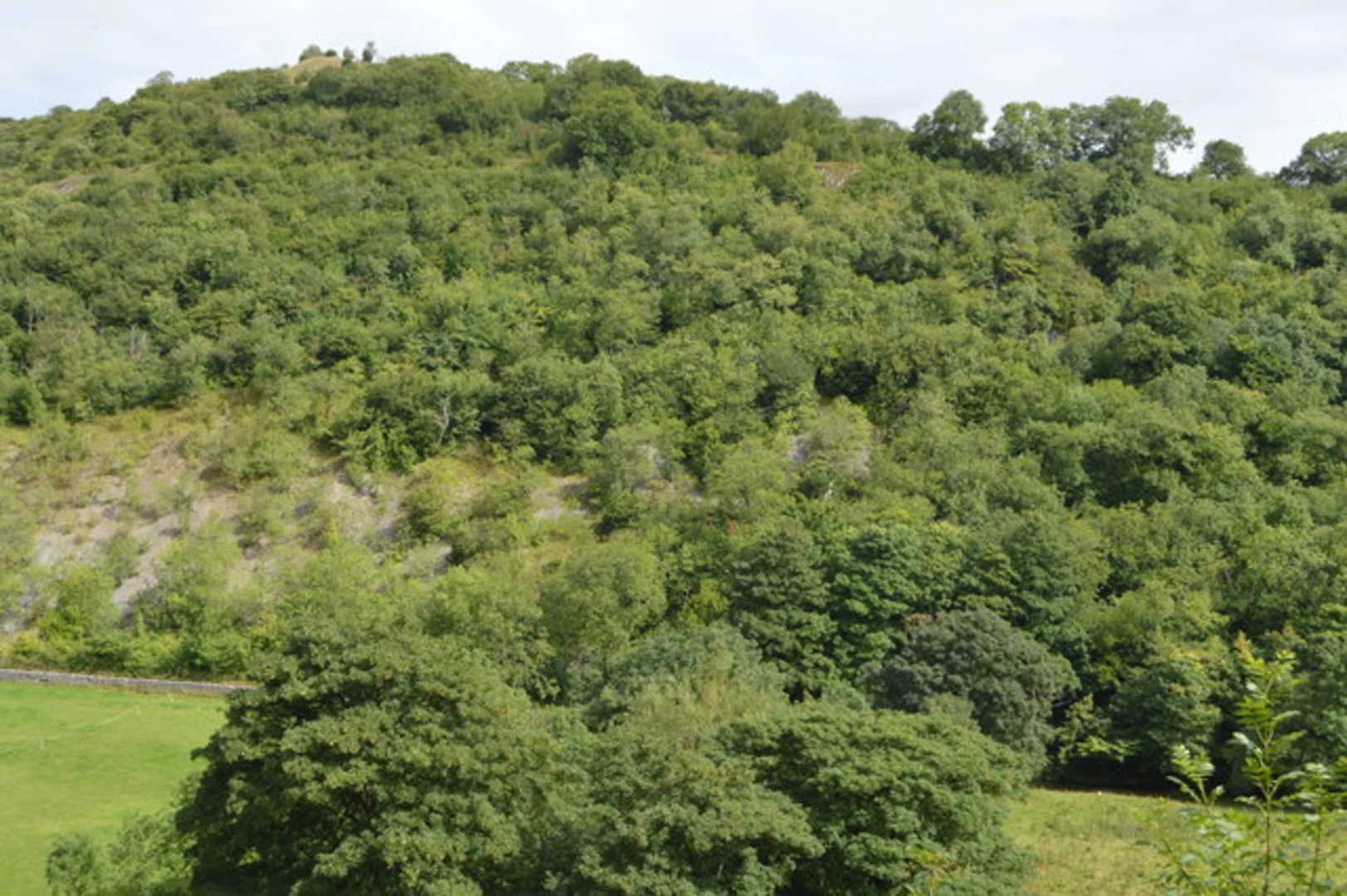 An image depicting the trail Water cum Jolly Dale and New Plantation Loop and its surrounding area.