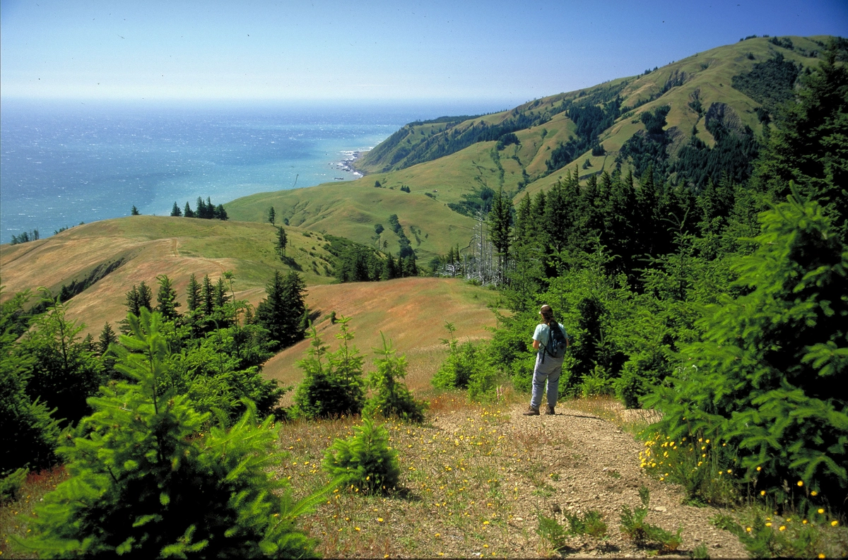 Chamisal Mountain, Chinquapin and Lost Coast Loop Trail