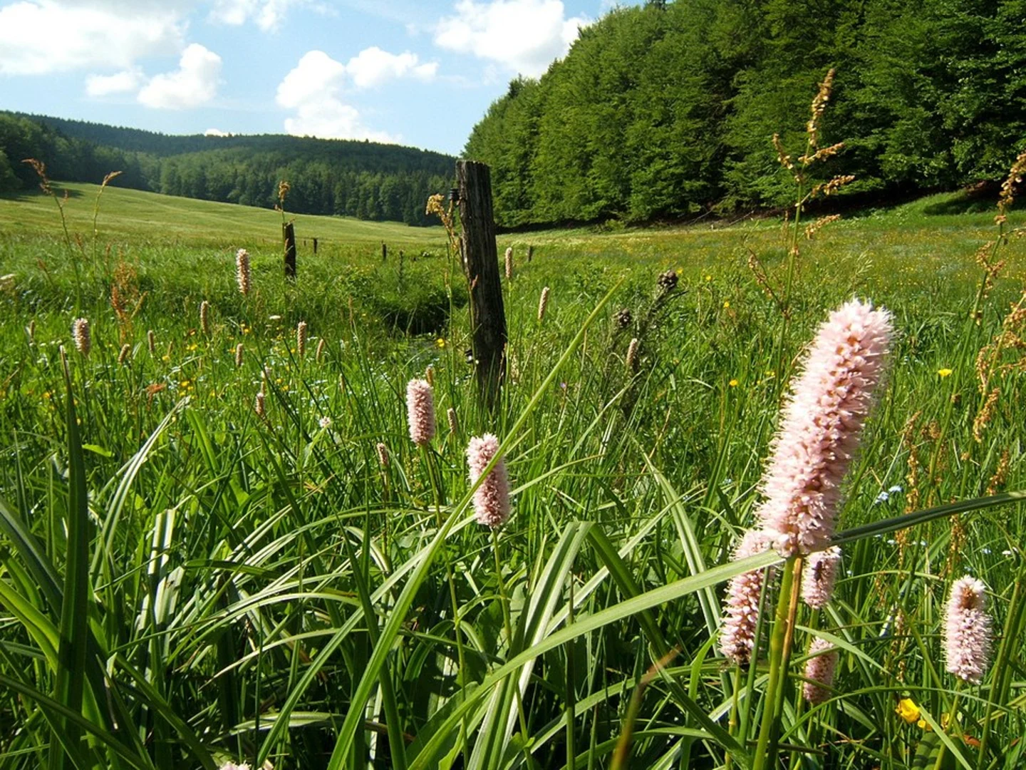 An image depicting the trail Schüsslers Höhe and Adlersberg Loop via Rundwanderweg Vessertal and its surrounding area.