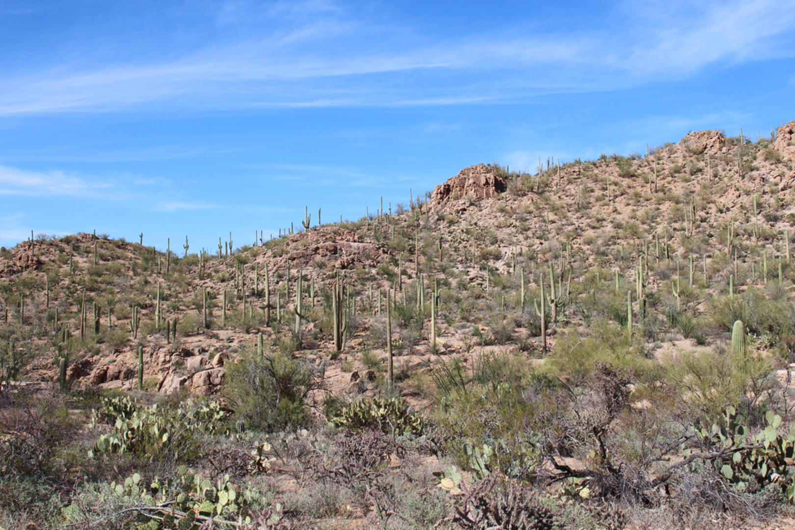 An image depicting the trail Bajada Wash Trail and its surrounding area.