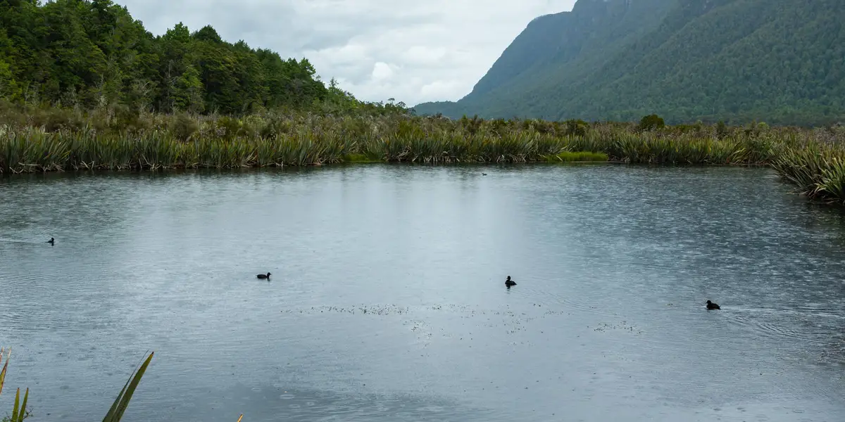 Lake Mistletoe Track