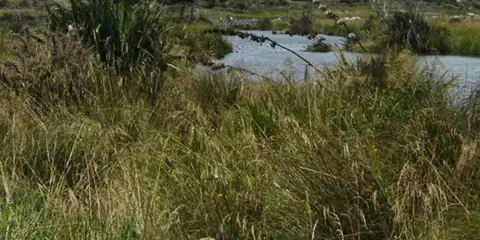 An image depicting the trail Titri Creek Track and its surrounding area.