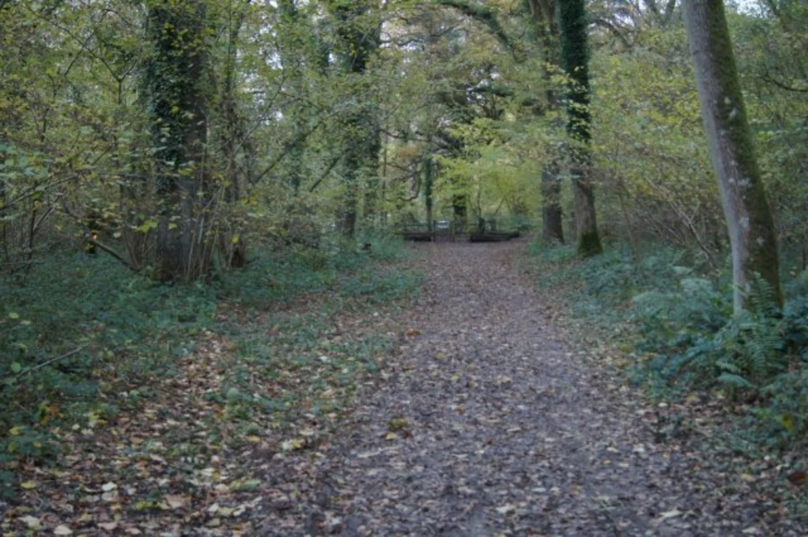 An image depicting the trail The Vyne Loop and its surrounding area.