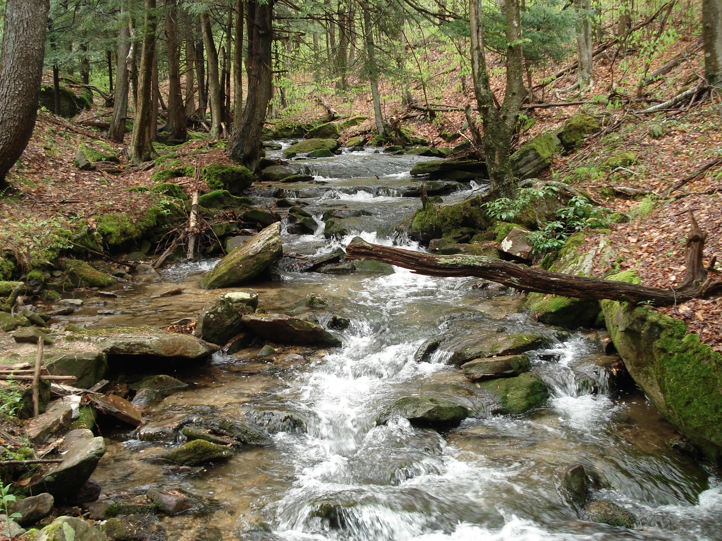 An image depicting the trail Minister Creek Loop Trail and its surrounding area.